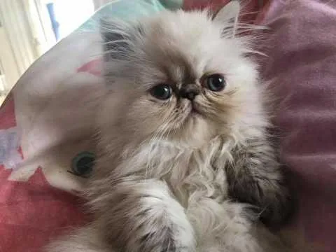 Home trained male and female Persian kittens Available