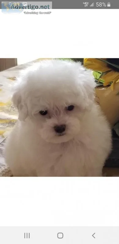 TOY POODLE PUPPIES