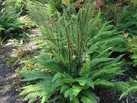 BEAUTIFUL DEER FERN