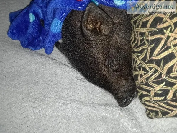 Mini pig