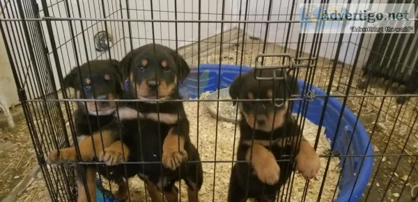 German Rottweiler Puppies