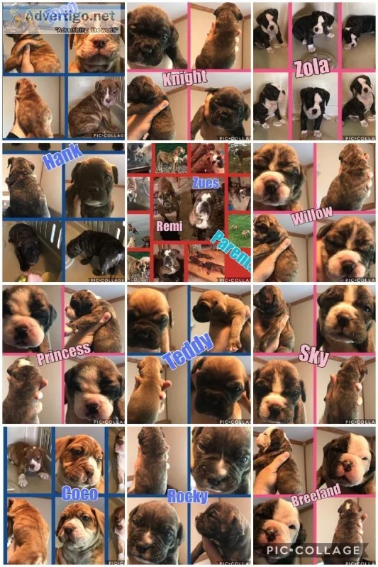 Olde English Bulldogges puppies