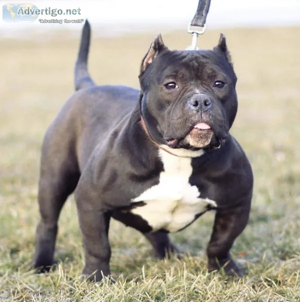 American Bully