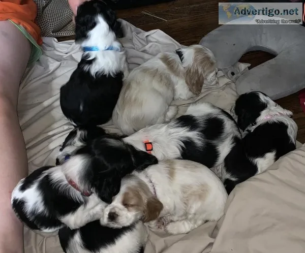 American Cocker Spaniel