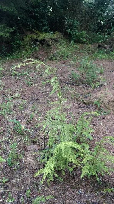 HEMLOCK TREES