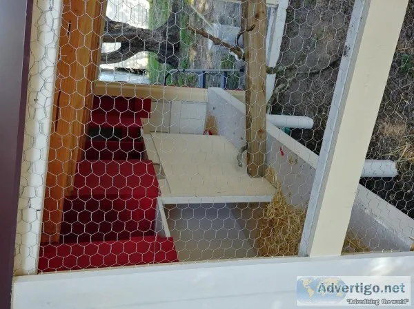 Chicken coop