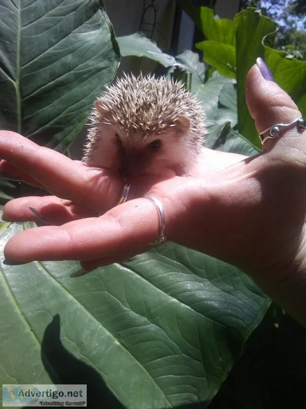 Hedgehog baby