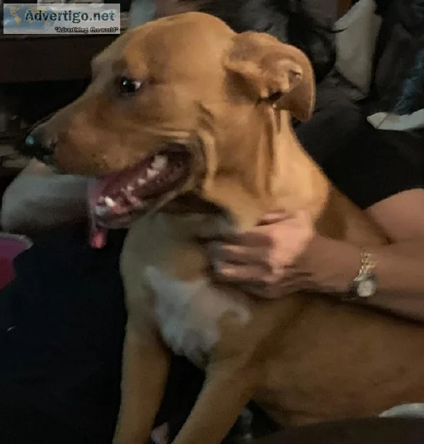 Free Dog