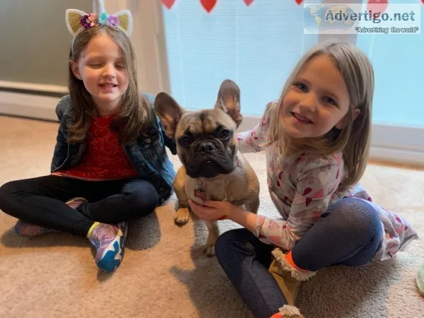 French Bulldog Puppy