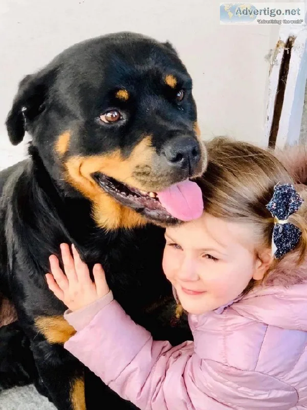 Rottweiler puppies for Free Adoption