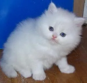 Persian Brother and Sister Available