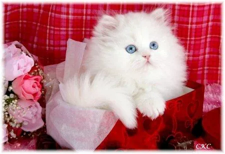 Cute Persian Kittens Currently Available