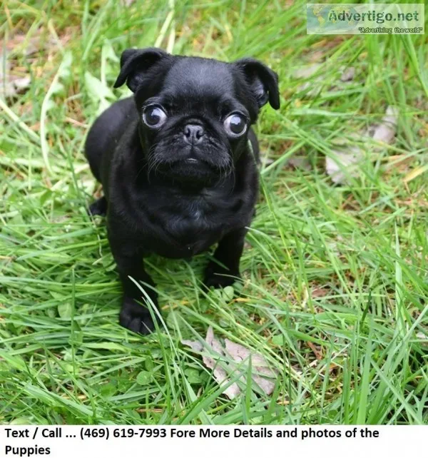 Civil Black N Akc Reg Male Pug Pup Ready