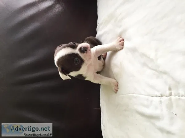 AKC Boston Terrier Puppies