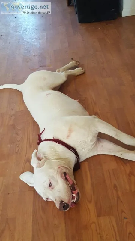 Dogo argentina x American staffordshire terrier