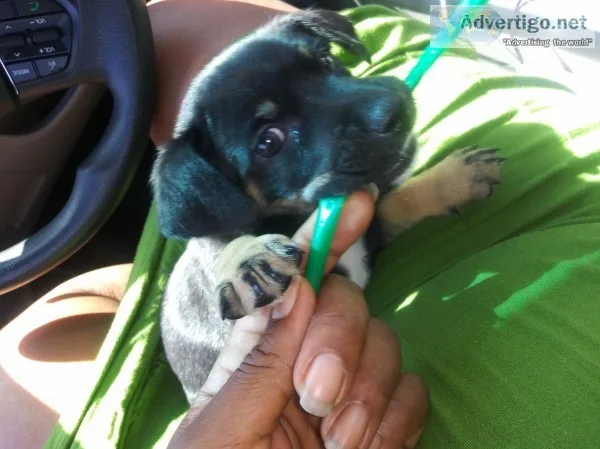 Puppy  Chihuahua
