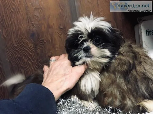 Shih Tzu Puppies for sale  450-500
