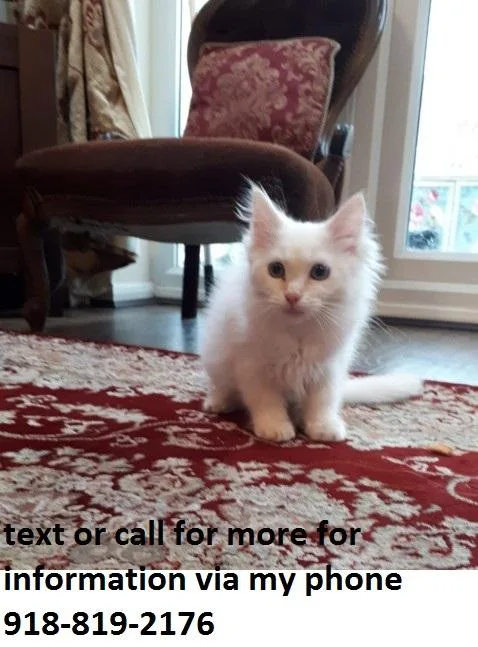 Ragdoll Kittens