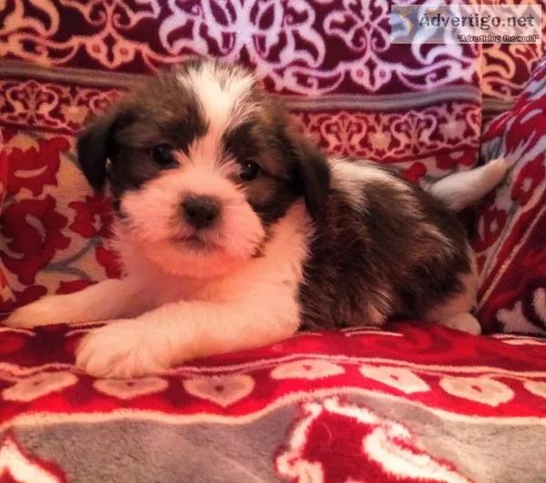 Shih tzu maltese