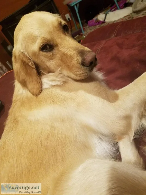 Walter s golden retrievers