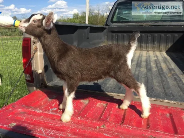 Toggenburg bucklings(Goats)