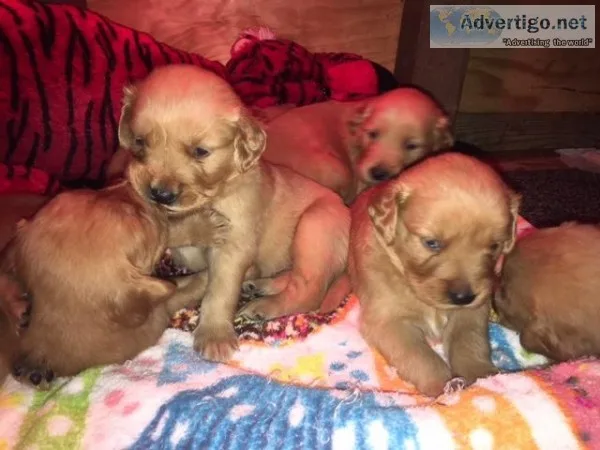 AKC Registere Golden Retrievers