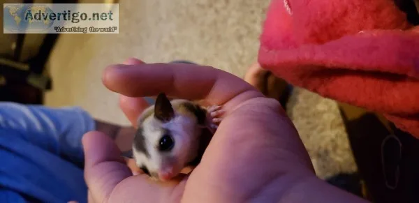 Baby sugar glider