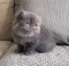 Nice Looking Persian Kittens Ready For Good Homes