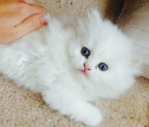 Pretty persian kittens 