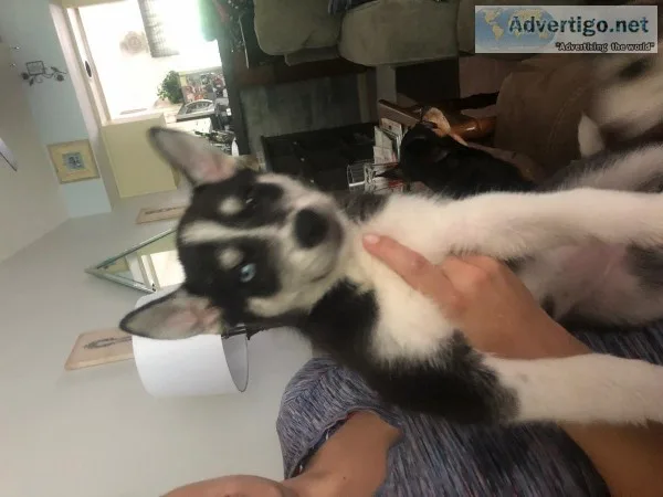 Hisky german shepard mix