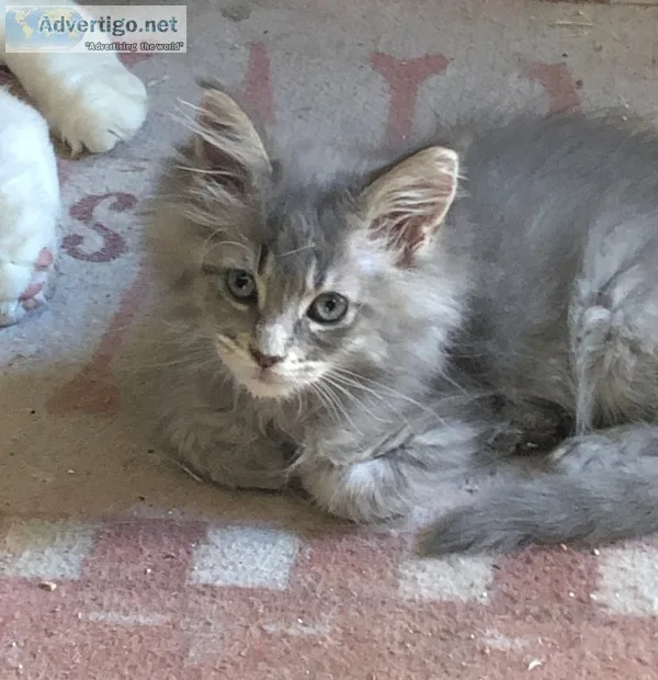 Cfa reg maine coon