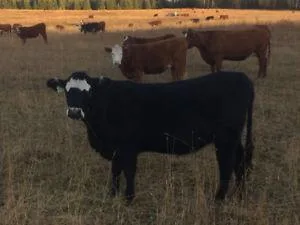 Bred heifers for sale