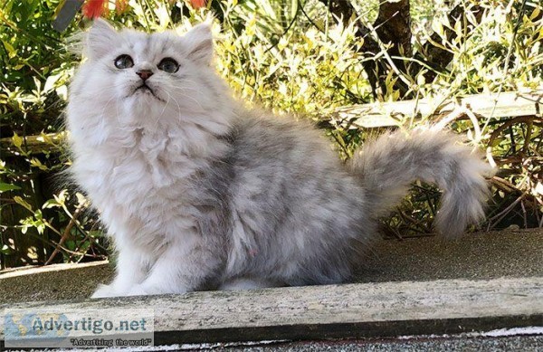 Persian kittens and savannah kittens for adoption