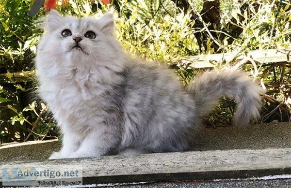 Persian kittens and savannah kittens for adoption