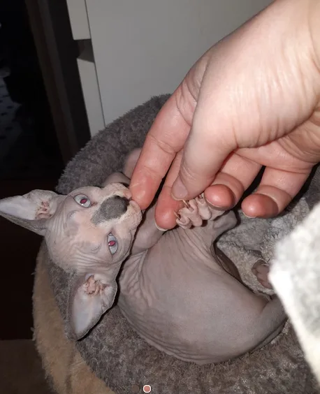 Male and Female Sphynx kittens for sell