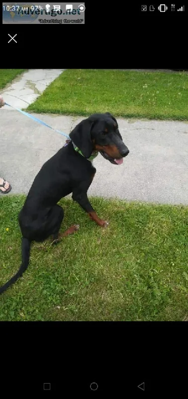 Hound Dog