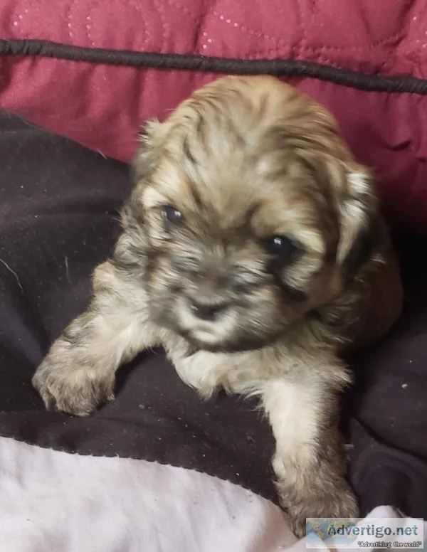Sweet Loving Shih-poos