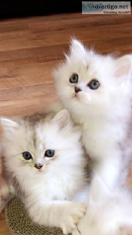 White Persian Kittens