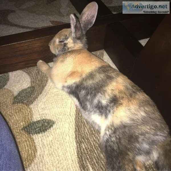 Calico bunny