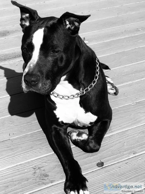 Black and White American Staffordshire Terrier