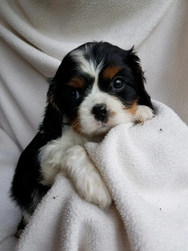 King Charles Cavalier puppies