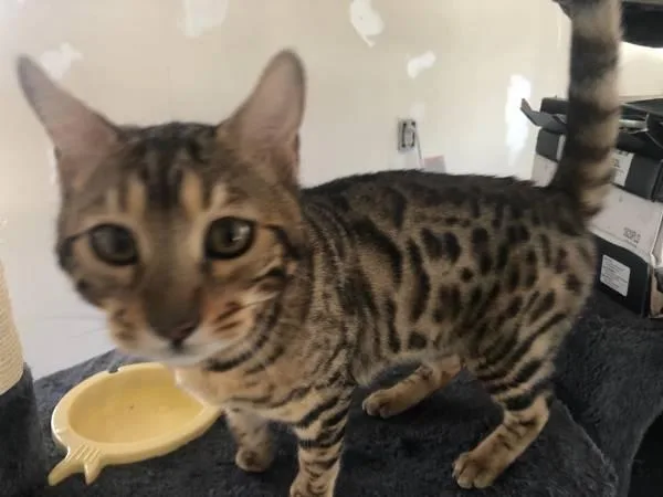 Lovely Bengal Kittens ready for their new home