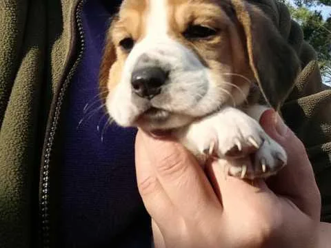beagle puppies