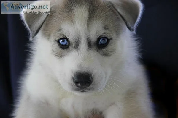 Husky puppies will be 8 weeks on 6519