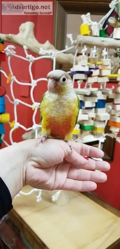 Adorable green cheek
