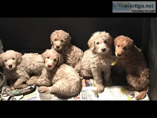 F1bbF1b Goldendoodle s
