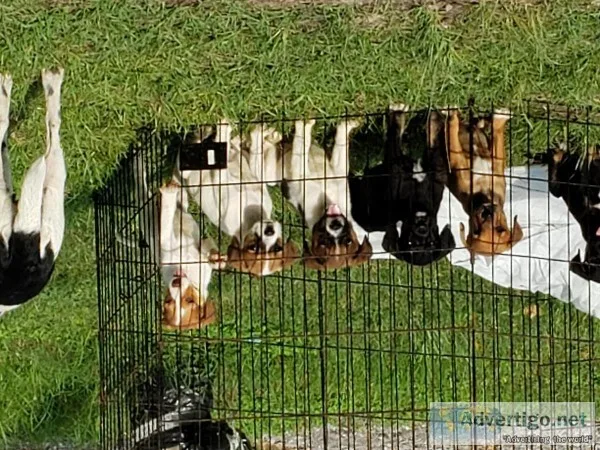 7 week old puppies need forever homes
