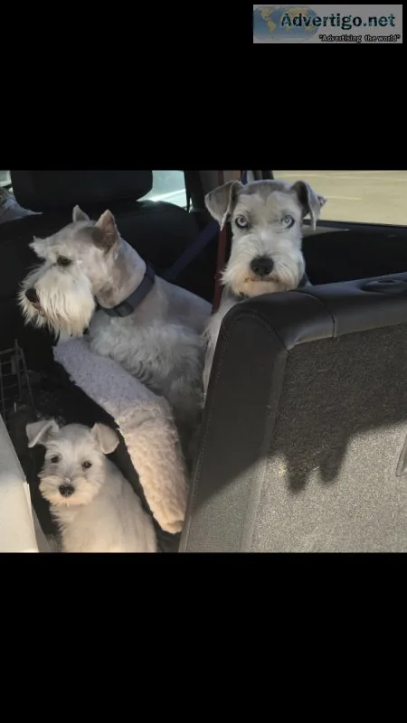 All White Female 1 Year Mini Schnauzer