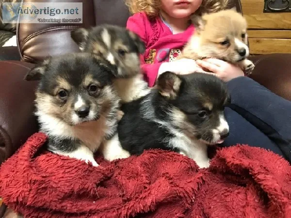 Beautiful Corgi Puppies