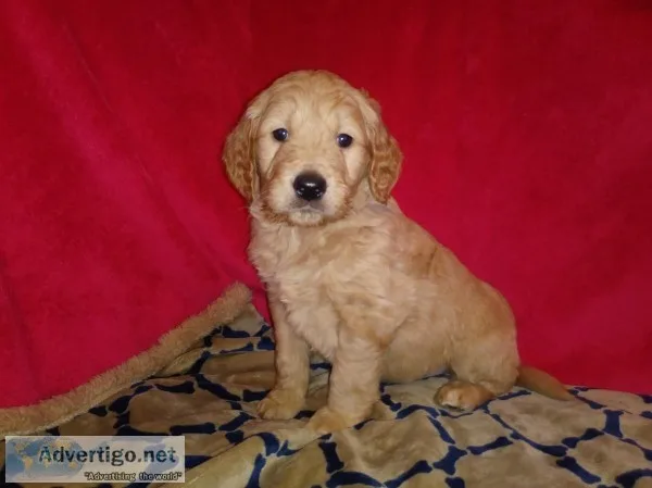 Goldendoodle Puppies